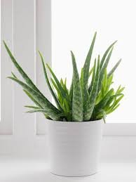 Gel Aloe Vera
