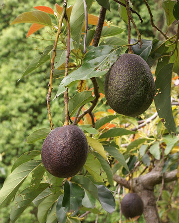Aceite de Aguacate