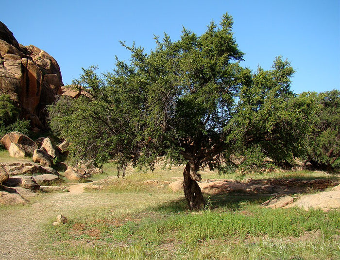 Planta de origen de Aceite de Argán