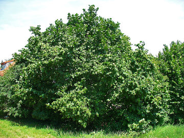 Aceite de Avellana