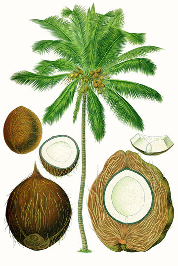 Aceite de Coco
