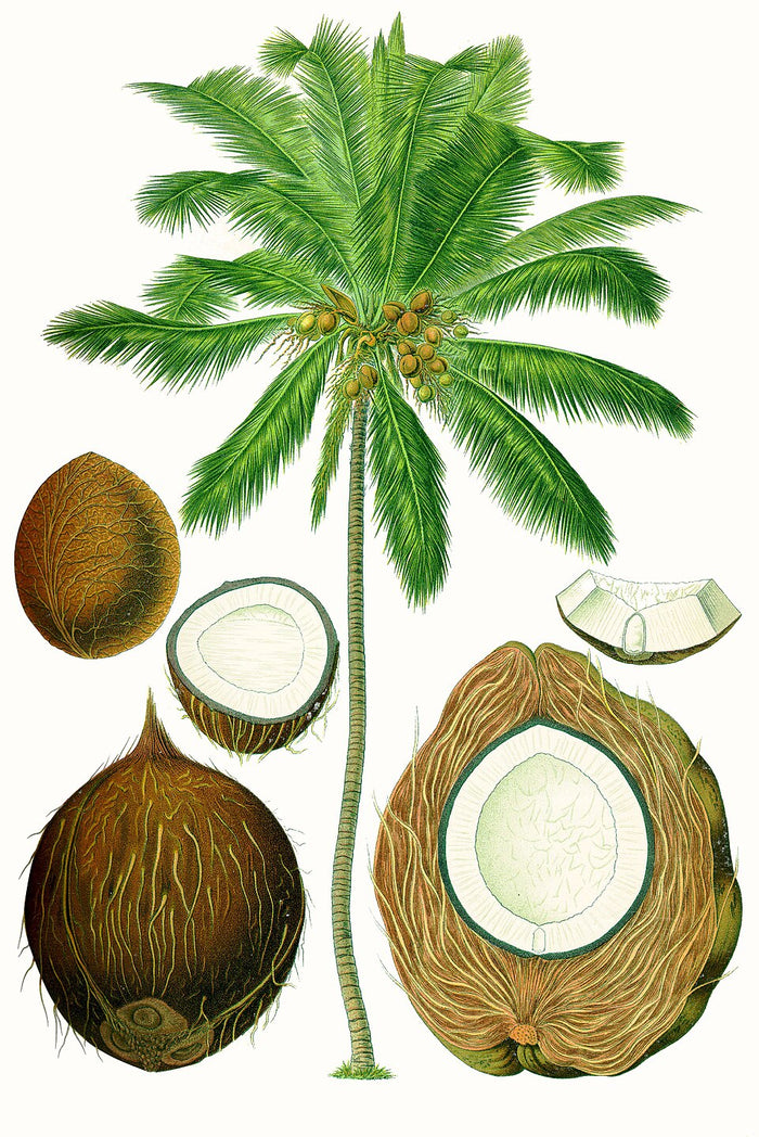 Planta de origen de Aceite de Coco