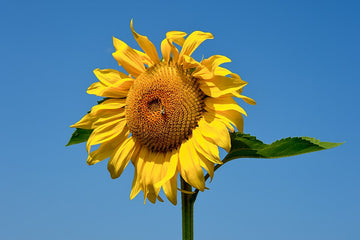Aceite de Girasol