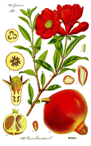 Aceite de Granada