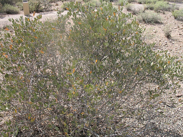 Aceite de Jojoba