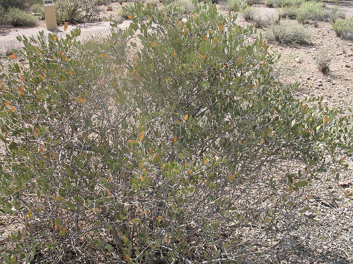 Planta de origen de Aceite de Jojoba