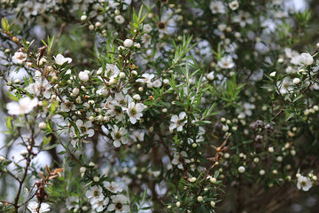 Aceite de Manuka