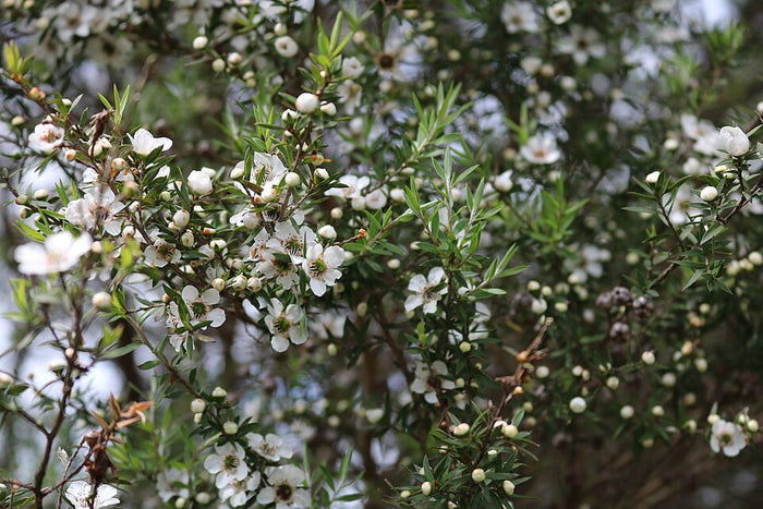 Planta de origen de Aceite de Manuka