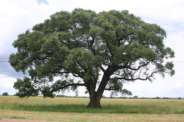 Aceite de Marula