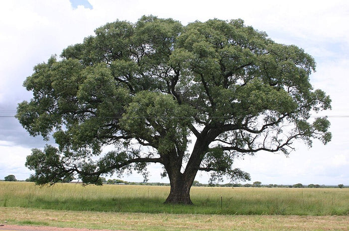 Planta de origen de Aceite de Marula
