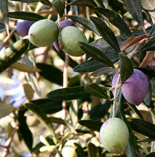 Planta de origen de Aceite de Oliva