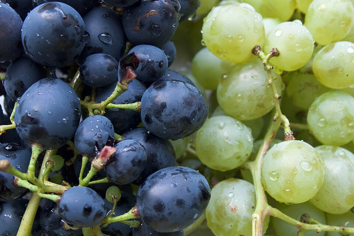 Planta de origen de Aceite de Pepita de Uva