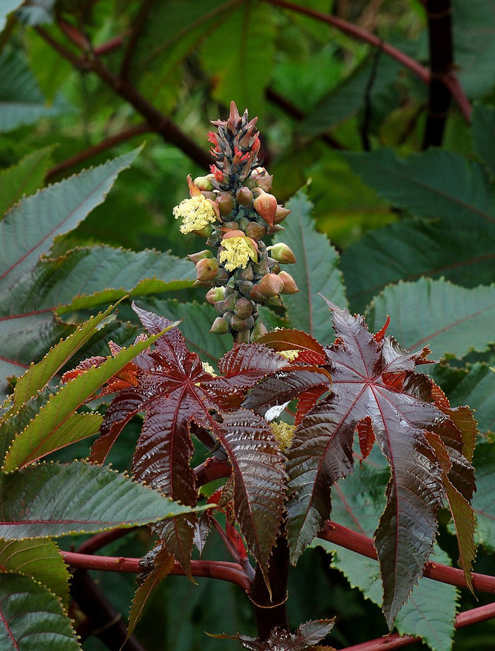 Planta de origen de Aceite de Ricino