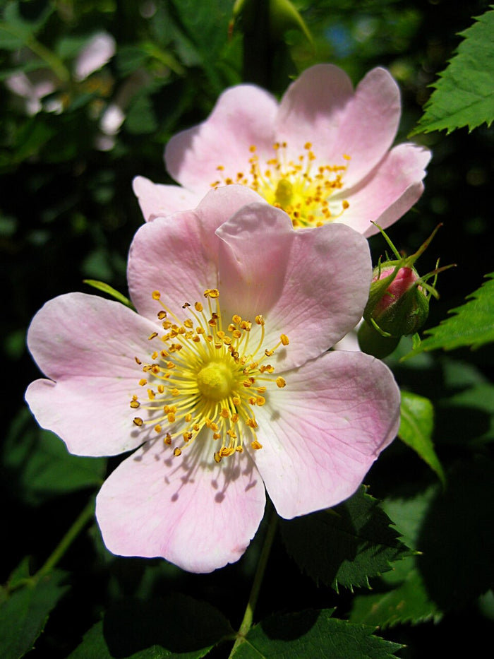 Planta de origen de Aceite de Rosa Mosqueta