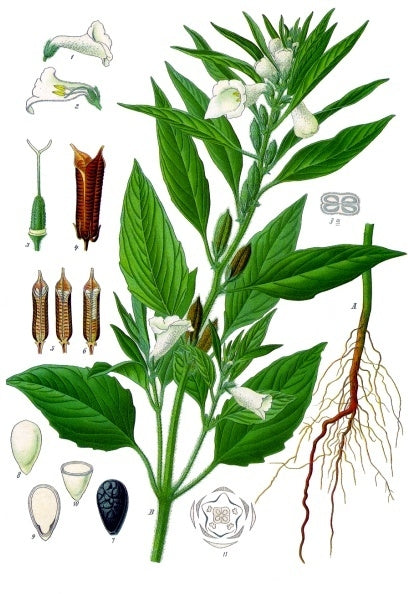 Planta de origen de Aceite de Sésamo