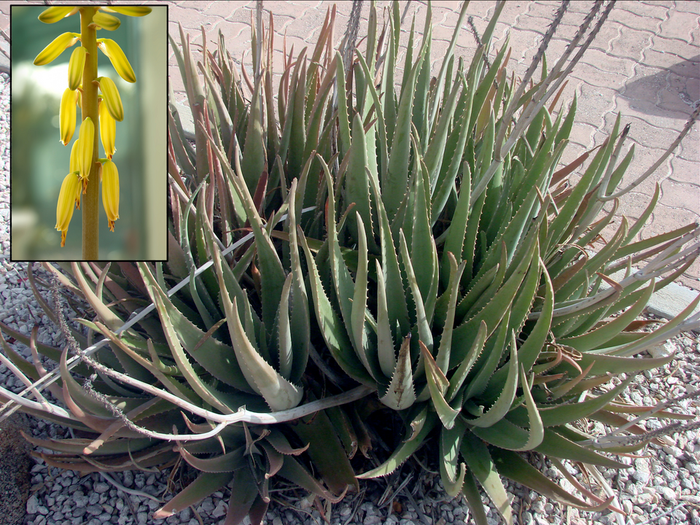 Planta de origen de Aloe Vera