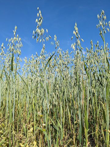 Avena