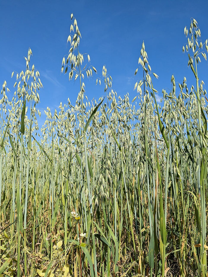 Planta de origen de Avena