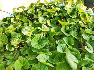 Centella Asiática