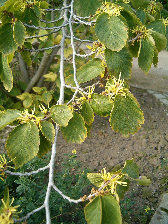 Planta de origen de Hamamelis