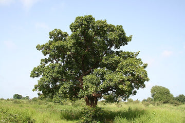 Manteca de Karité