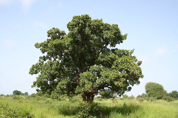 Planta de origen de Manteca de Karité