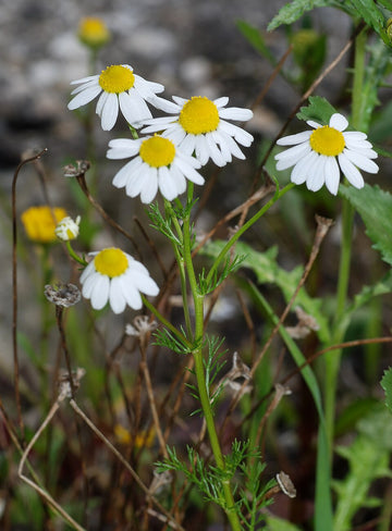 Manzanilla